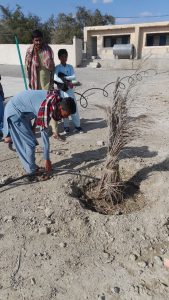 درختکاری توسط نمابر در سیستان و بلوچستان